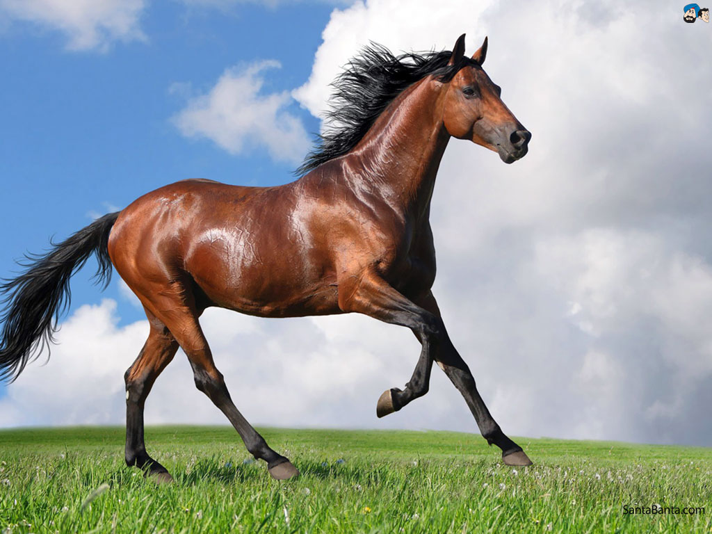 صور خيول جديدة وجميلة روعة , صورة حصان عربي اصيل , احصنة حلوة خلفيات 2022 , Photos horses | صقور الإبدآع