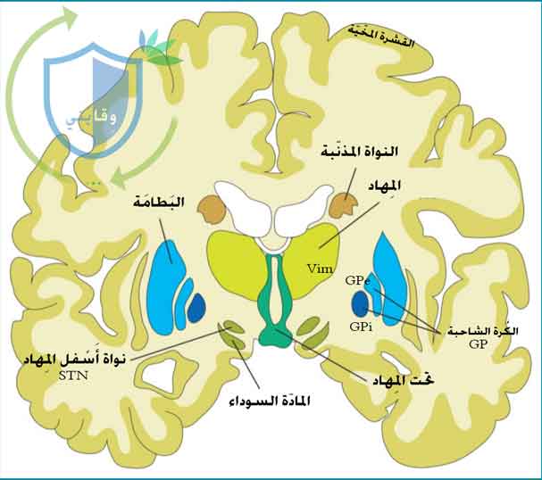 %D8%A7%D9%84%D9%82%D8%A7%D8%B9%D8%AF%D9%8A%D8%A9-1.jpg