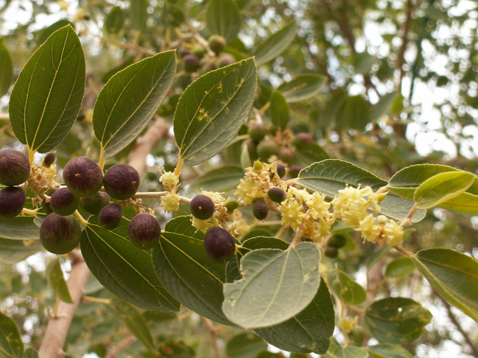 Ziziphus-areva-israel.jpg